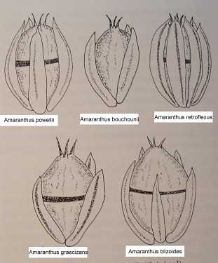 Amaranthus Früchte