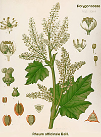 Rheum officinale
