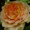 Abraham Darby,englische Rose
