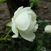 Alberic Barbier,Rosa wichuraiana