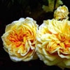 Alchymist,Kordesii Hybride