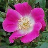 American Pillar,Rosa wichuraiana