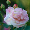 Apricot Bells,