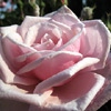 Blossomtime,Strauchrose
