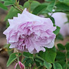 Blush Hip,Rosa alba