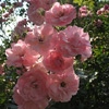 Bonica,Strauchrose