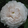 Botzaris,Rosa damascena