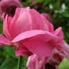Bourbon Queen,Rosa bourboniana