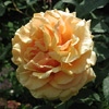 Caramella,Teehybride