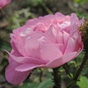 Flicit Bohan,Rosa centifolia muscosa