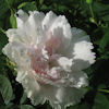 Fimbriata,Rosa rugosa