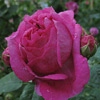 Great Western,Rosa bourboniana