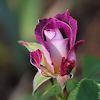 Kathryn,Floribunda