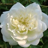 La Perle,Rosa wichuraiana