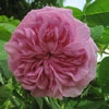 La Ville de Bruxelles,Rosa damascena