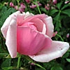 Lady Mary Fitzwilliam,Teehybride