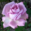 Lambert,Polyantha