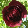 Leopold Ritter,Rosa multiflora