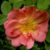 Marguerite Hilling,keine Zuordnung