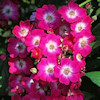 Maria Liesa,Rosa wichuraiana