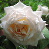 Martine Guillot,Strauchrose