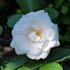 Mary Manners,Rosa rugosa