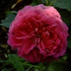 Mercedes,Rosa multiflora