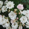 Merle Blanc,
