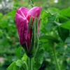 Moje Hammarberg,Rosa rugosa