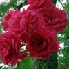 Morning Jewel,Strauchrose