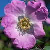 Mount Everest,Rosa pendulina