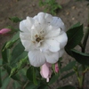 Narrow Water,Moschata Hybride