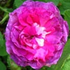 Nestor,Rosa gallica