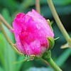 Pretty Pink,