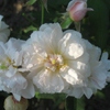 Princesse de Nassau,