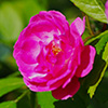 Rankrose Witzenhausen,Fundrose