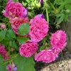 Repandia,Rosa wichuraiana