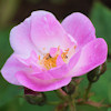 Manetti,Noisette
