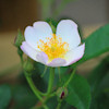 Secret Garden Musk Climber,